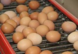 "Какие большие и красивые!": Глава Великоустюгского района похвастался яйцами