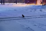 На «Северстали» можно получить производственную травму при укусе зайцем (ВИДИО и ФОТО)