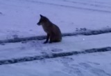На «Северстали» можно получить производственную травму при укусе зайцем (ВИДИО и ФОТО)