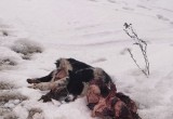 Недалеко от Вологды разорванную собаку откинули лопатой к жилым домам