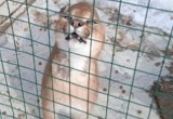 В поселке Куралит в Вологде обнаружены вольеры с брошенными дикими кошками?..