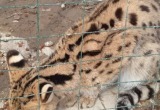 В поселке Куралит в Вологде обнаружены вольеры с брошенными дикими кошками?..