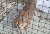 В поселке Куралит в Вологде обнаружены вольеры с брошенными дикими кошками?..