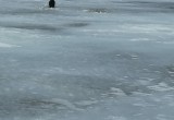 Самая добрая новость за сегодня: спасенную с льдины в Череповце собаку назвали...