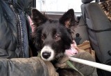 Самая добрая новость за сегодня: спасенную с льдины в Череповце собаку назвали...