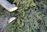 «Черного лесоруба», уничтожившего ели на Кремлевской площади, ищет полиция