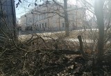«Черного лесоруба», уничтожившего ели на Кремлевской площади, ищет полиция