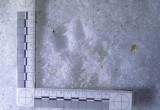 Убийца кроликов и страусов из контактного зоопарка под Вологдой найден
