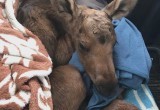 Осиротевшего лосёнка сумели спасти на Вологодчине, но его воспитают вдали от родины...
