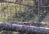 Осиротевшего лосёнка сумели спасти на Вологодчине, но его воспитают вдали от родины...