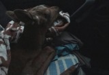 Осиротевшего лосёнка сумели спасти на Вологодчине, но его воспитают вдали от родины...