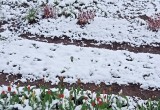 Наконец-то первый майский снег накрывает Вологодчину: шутки кончились, а зима вернулась…