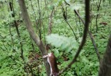 Природа после COVID-19 удивительна: на Вологодчине замечен лесной «Пикачу»
