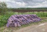 В Харовском районе полтонны картофеля валяются прямо на поле близ оживленной трассы  