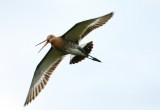 В Вологодском районе удалось сфотографировать редкую птицу из Красной книги