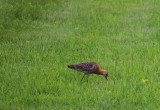 В Вологодском районе удалось сфотографировать редкую птицу из Красной книги