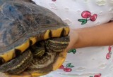 В Вологде красноухая черепаха недолго радовалась свободе и прохладной луже у морга…