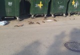 Крысы охотятся на детей и взрослых в одном из микрорайонов Вологды: мерзкое видео на сайте  