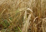 На полях Вологодчины планируют убрать 140 тысяч тонн зерна