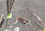 В Вологде умирает все: люди, рыбы, утки…Проблема с трупами уток в Евковском пруду не решена