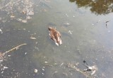 В Вологде умирает все: люди, рыбы, утки…Проблема с трупами уток в Евковском пруду не решена