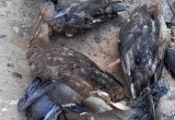 Союза охраны птиц России требует наказать виновных в массовой гибели птиц в Евковском парке