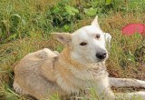 Бессовестные многодетные туристы бросили умирать собачку у дороги на Вологодчине