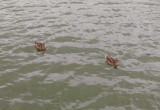 Утки продолжают гибнуть в водоемах Вологодчины, но проблемы нет…
