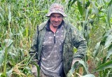 Пожилой вологжанин заблудился в зарослях кукурузы и чуть не погиб