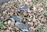 В Вологде продолжает гибнуть все живое: десятки мертвых дроздов завали центр города  
