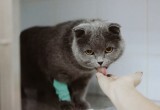 На Вологодчине врачам пришлось спасать жизнь кошке Мусе, которая…