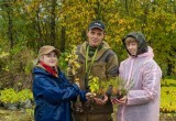 Студенты ВГМХА и «ФосАгро» высадили 110 тысяч деревьев на первой в регионе карбновой ферме