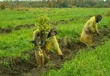 Студенты ВГМХА и «ФосАгро» высадили 110 тысяч деревьев на первой в регионе карбновой ферме