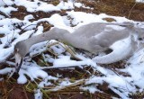 Неизвестные охотники застрелили лебедя-шипуна в Шекснинском районе
