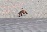 Рыжая лиса посетила строящийся стадион «Витязь»