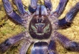 В Вологде обнаружены гигантские пауки и экзотические скорпионы