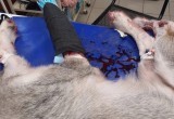 В Вологодской области накануне рано утром расстреляли собачку Лору: врачи оказались бессильны