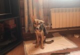 На Вологодчине  живодерка, мучавшая щенка, подала на волонтеров заявление в полицию