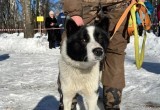 В Вологде прошла 55-я юбилейная выставка охотничьих собак