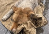 Со сбитой на трассе собакой, которую помогал спасать сотрудник ГИБДД, случилась беда…