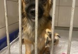 На Вологодчине снимают фильм о собаках, пострадавших в ДТП: выживший Рыжик стал звездой