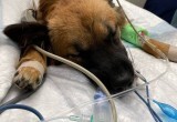 На Вологодчине снимают фильм о собаках, пострадавших в ДТП: выживший Рыжик стал звездой