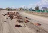 Раскромсанные гниющие останки животных были разбросаны по трассе в Вологодской области