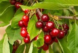 Где в Вологде можно купить надежные сорта плодово-ягодных кустов и деревьев сибирской селекции?