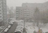 Жители Вологды поделились снимками с утопающими в снегу цветами