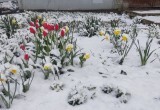 Жители Вологды поделились снимками с утопающими в снегу цветами