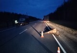 Три лося погибли под колесами автомобилей на федеральной трассе в Вологодской области