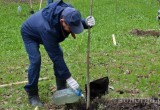 В Вологде еще больше высадят древьев, цветов, кустарников – это часть стратегии программы «Эковологда»