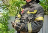 Вологодский пожарник спас выпавшего из гнезда птенца