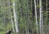 В Вологодской области вдоль дорог попадаются не только лоси, но и веселые медвежата